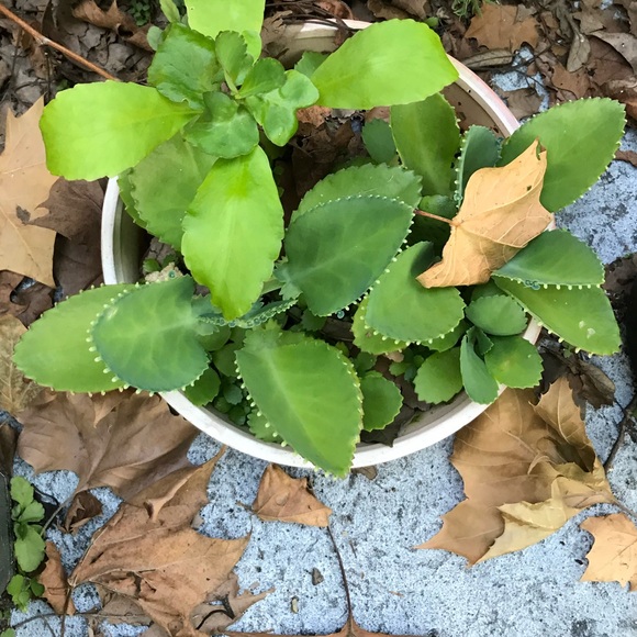 🌱3 LG Kalanchoe Mother of Thousands live Plants - Picture 9 of 16